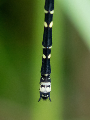 Yellow-tipped Tigertail (Choristhemis flavoterminata)